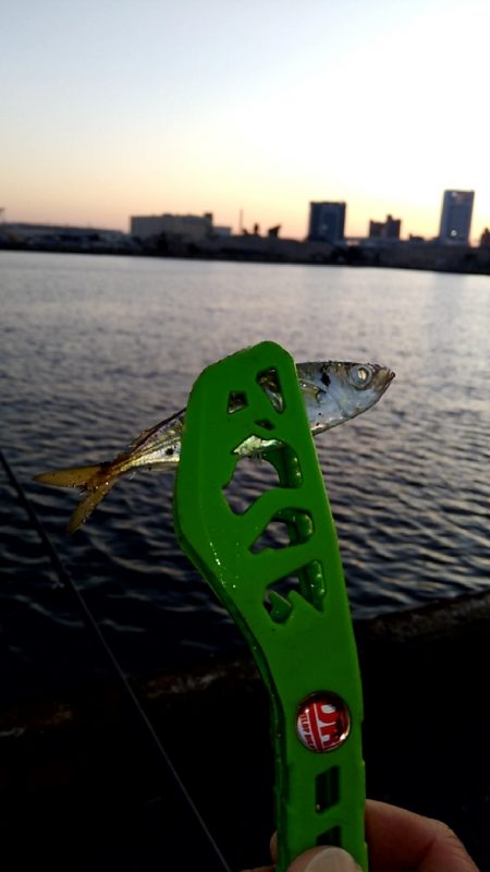 秋の風物詩　さより