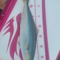 和歌山市江（吉丸渡船）でグレ釣り