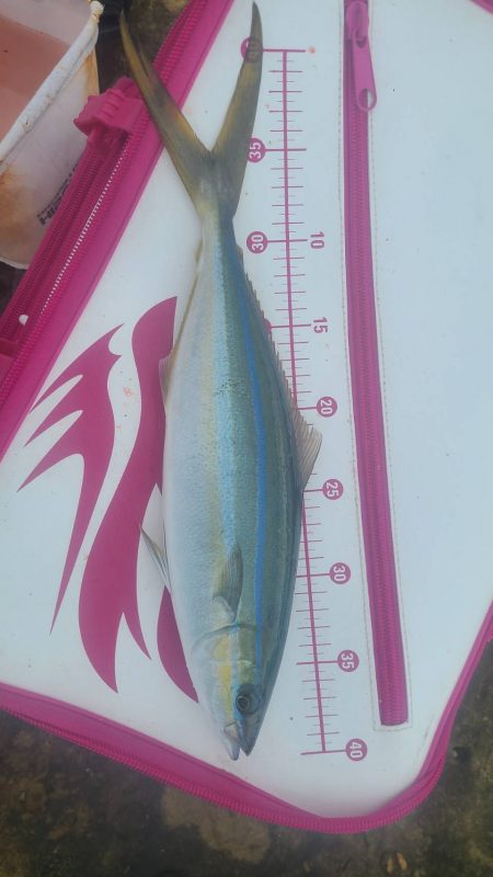 和歌山市江（吉丸渡船）でグレ釣り