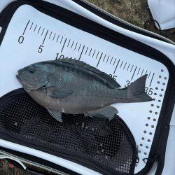 和歌山市江（吉丸渡船）でグレ釣り