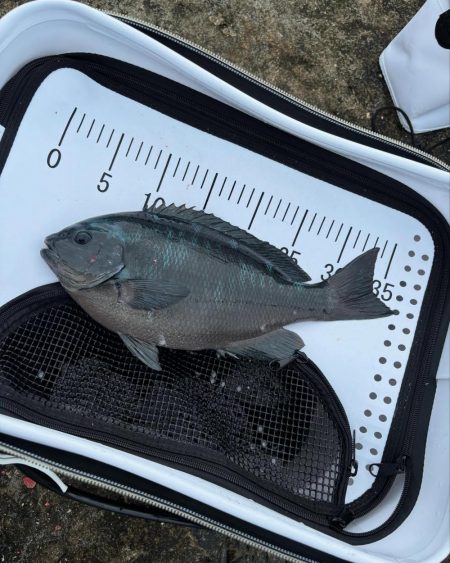 和歌山市江（吉丸渡船）でグレ釣り