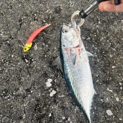 津久見　保戸島