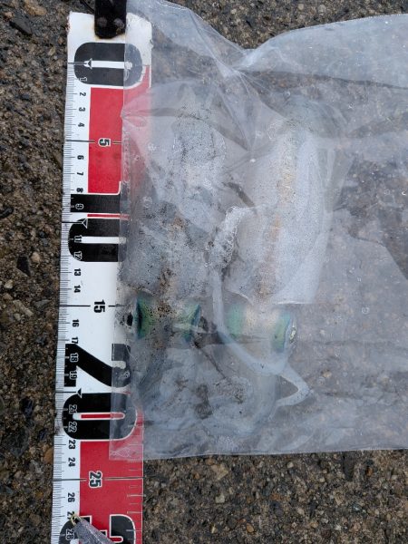 アジング、エギング