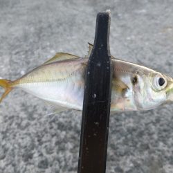 豆アジ湧いてます