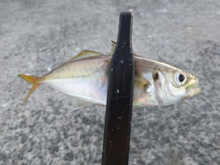 豆アジ湧いてます