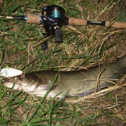 終盤戦のナマズ