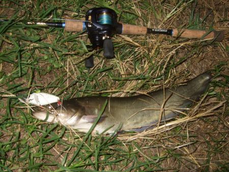 終盤戦のナマズ