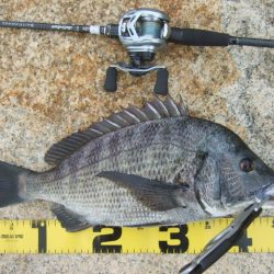 トップチヌはベイトと水深次第