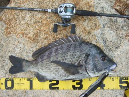 トップチヌはベイトと水深次第