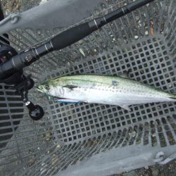 朝マズメは不発