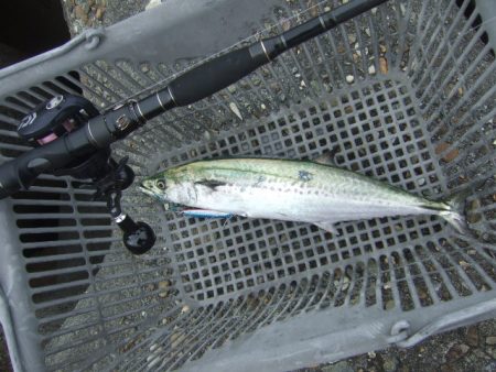 朝マズメは不発