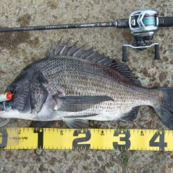 強風下でも出た