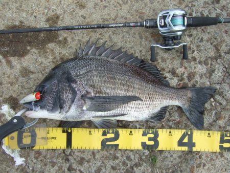 強風下でも出た