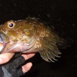 強風下のベイトアジングで中アジ