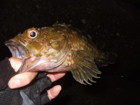 強風下のベイトアジングで中アジ