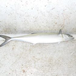 サワラキャスティング爆釣〜タツ建丸〜