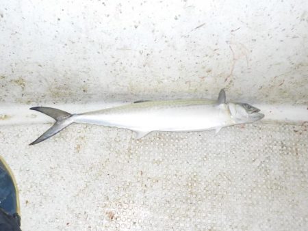 サワラキャスティング爆釣〜タツ建丸〜