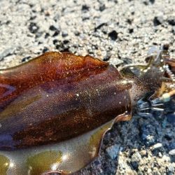 まだまだ居てますアオリイカ