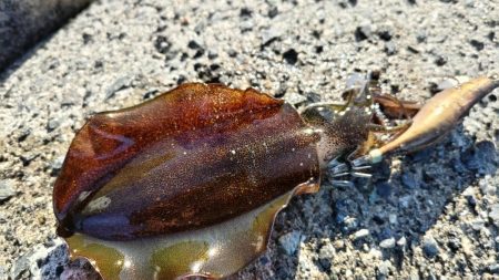 まだまだ居てますアオリイカ