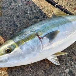 まだまだ回遊中!牙族にブリ族