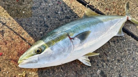 まだまだ回遊中!牙族にブリ族