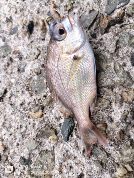 チャリ子がいっぱい