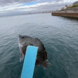 サビキの時期終了の使い現る