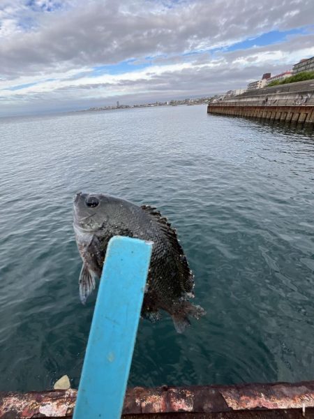 サビキの時期終了の使い現る
