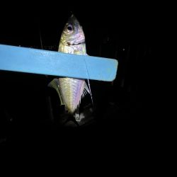 サビキ　冬の季節