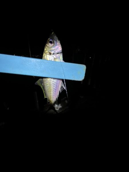 サビキ　冬の季節