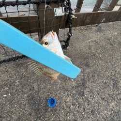 まだギリギリアジと遊ぶ