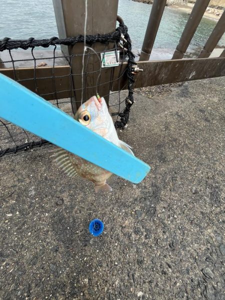 まだギリギリアジと遊ぶ