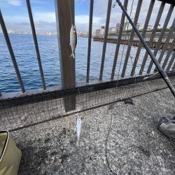 まだサビキはいけるはず‥