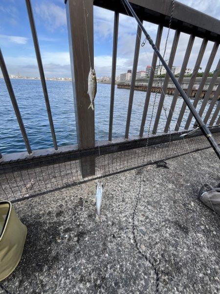 まだサビキはいけるはず‥