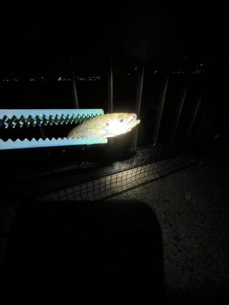 まサピキはは釣れそう？！