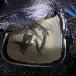 サビキはまだいける