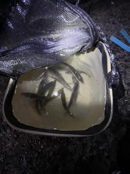 サビキはまだいける