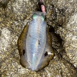 エギング　佐渡遠征④