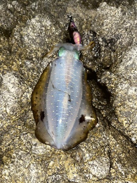 エギング　佐渡遠征④