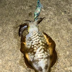 エギング 新潟市内ホーム釣行