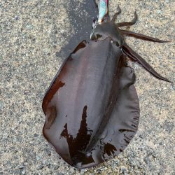 エギング　佐渡遠征⑤