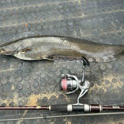 カナツルベ(かなつるべ)