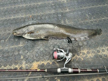 カナツルベ(かなつるべ)