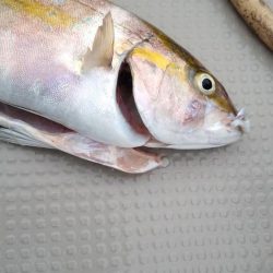 日本海ジギング