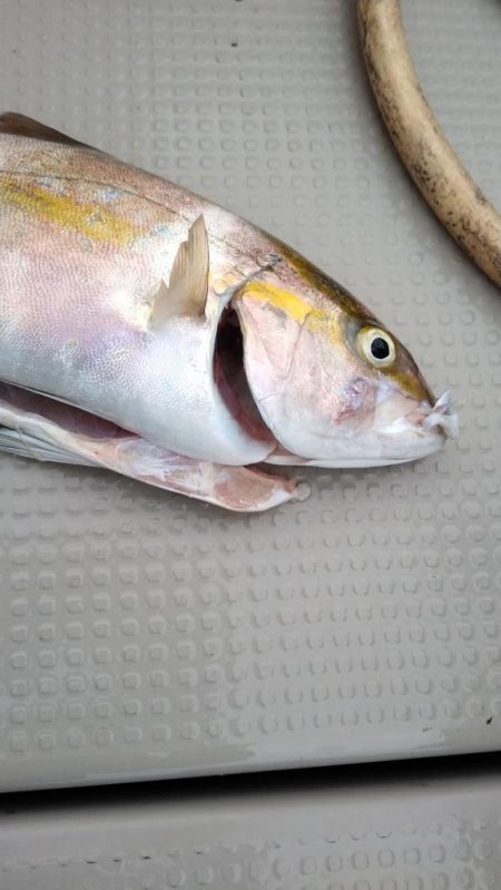 日本海ジギング