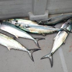 大阪湾インショアキャスティングでサゴシ祭り