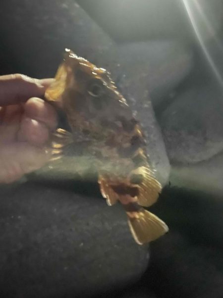 サゴシ＆アジ調査