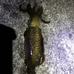 デイ2ナイト2キャッチ