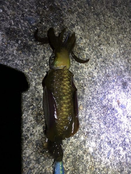 デイ2ナイト2キャッチ