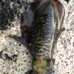 サイトエギング三昧